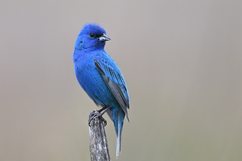 Buntings and Dickcissels