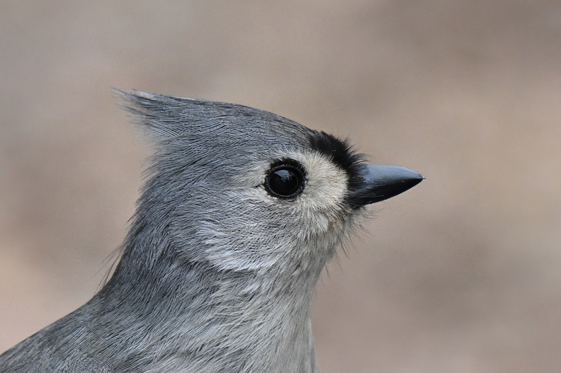 Chickadees and Titmice