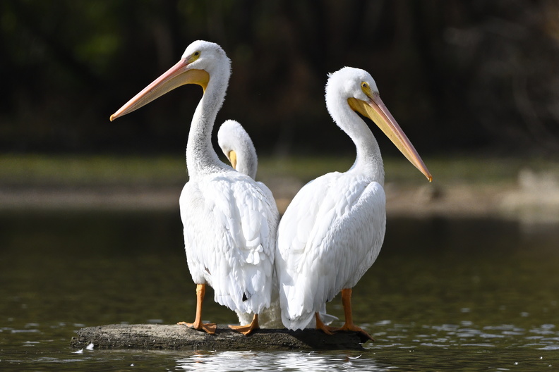 Cormorants and Pelicans