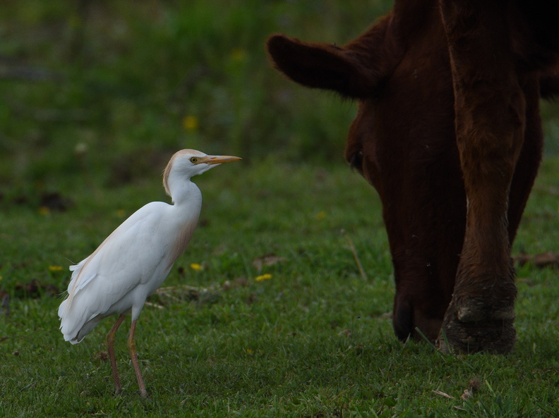 Egrets and Herons