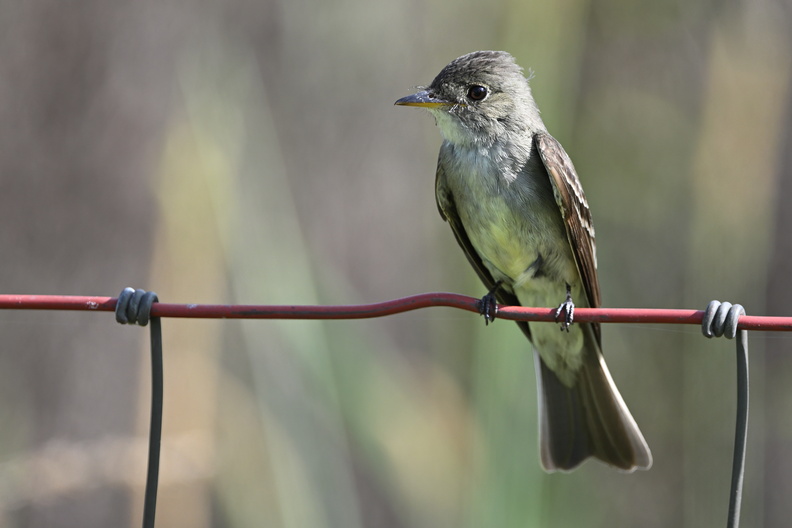 Flycatchers