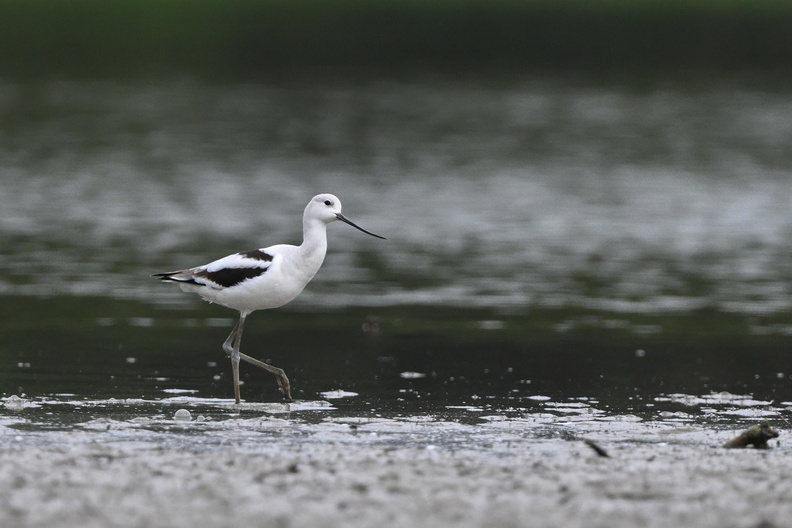 Shorebirds