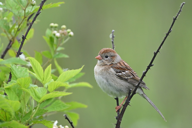 Sparrows