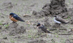 swallows200