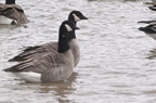 cacg394