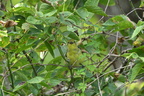 scta702