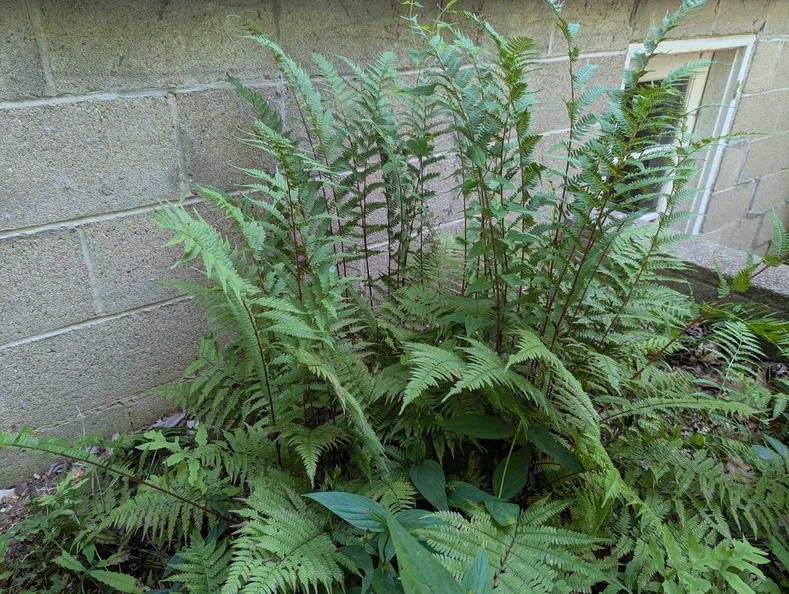 ladyfern301