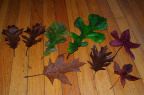 leaves340