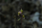coralroot400
