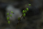coralroot440