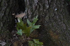 Southern Red Oak (Quercus falcata) 326