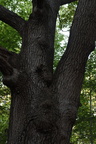 Southern Red Oak (Quercus falcata) 327