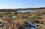 Eagle Marsh