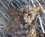 Leopard200