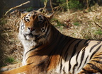 Tiger301