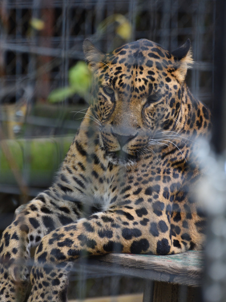 leopard201.jpg