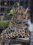 leopard201