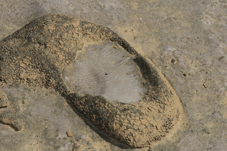 fossil301.jpg
