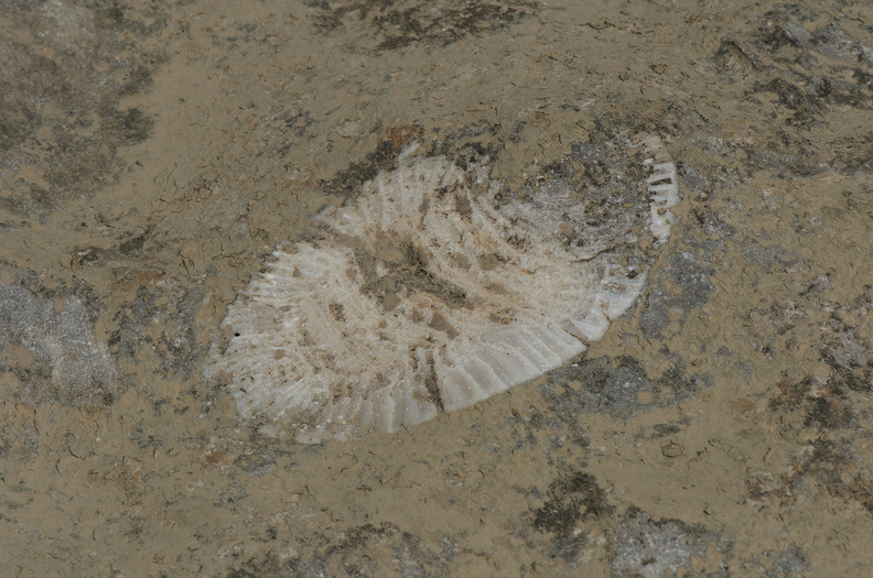 fossil302.jpg