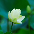 lotus430.jpg