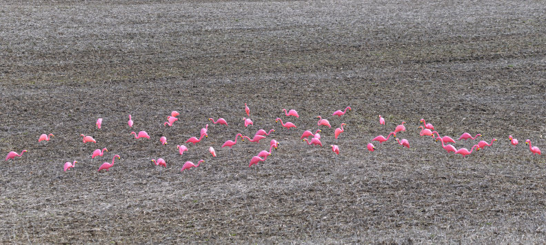 flamingos500.jpg