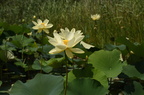 lotus287