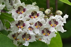 catalpa399