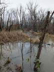 westswamp401
