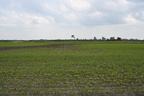 marcofield1000