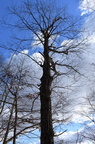 chnutoak730
