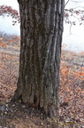 chnutoak731