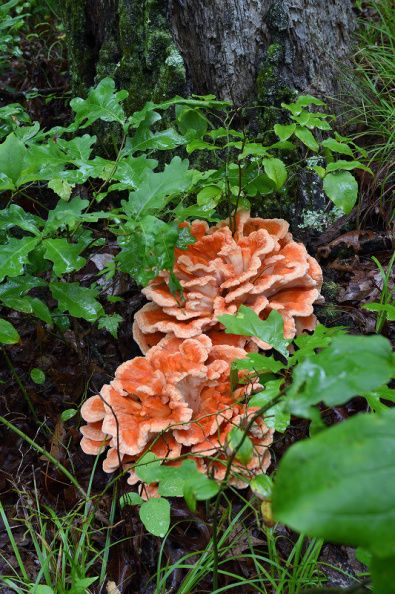 fungus333.jpg