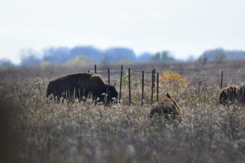 bison320.jpg