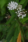 perennis300