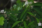 perennis500