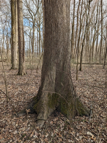 sweetgum490