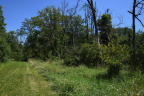 Limberlost Swamp Wetland Preserve