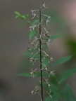 cranefly600
