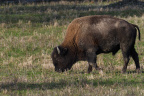 bison331