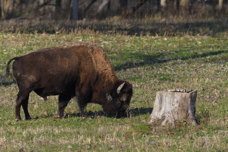 bison332.jpg