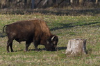 bison332