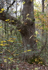 chinkoak800