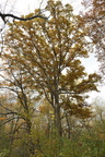 whiteoak703