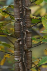 wingelm349