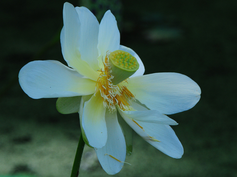 lotus284.jpg