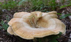 fungus284