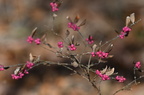 coralberry500