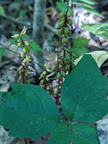 coralroot400
