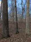 oaks555