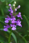purpleorchid400